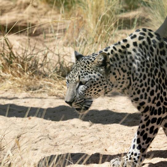 Arabian Leopard